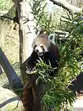 Kleiner Panda