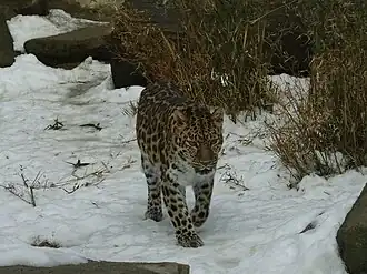 Amurleopard (Panthera pardus orientalis)