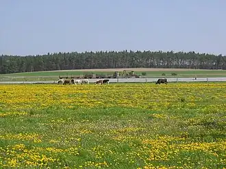 Die Zauche bei Beelitz