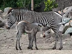 Grevyzebra mit Jungtier