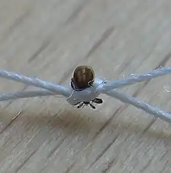 Zecke mit Faden entfernen.