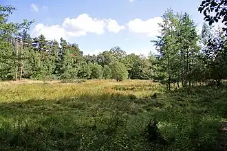 Quellwiese im renaturierten Tanklager