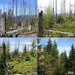 Waldentwicklung am Lusen: Natürliche Sukzession nach Borkenkäfer-Befall