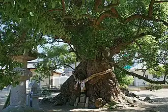 Einer der beiden Kampferbäume