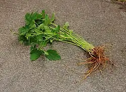 Giersch (ähnlich ist Aegopodium alpestre)