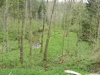 Unterlauf kurz oberhalb der Mündung