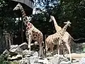 Giraffen