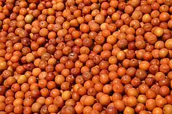 Indische Jujube