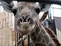 Junggiraffe