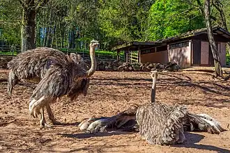 Strauße in der Savannenlandschaft