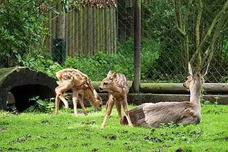 Ricke mit Kitz-Zwillingen