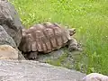 Galápagos-Riesenschildkröte