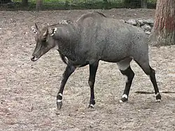 Nilgauantilope (Boselaphus tragocamelus)