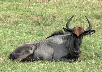 Streifengnu (Connochaetes taurinus)