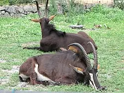 Rappenantilopen (Hippotragus niger)