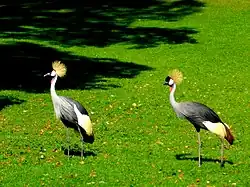 Südafrika-Kronenkraniche