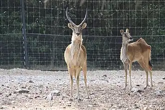 Weißnacken-Moorantilopen (Kobus megaceros)