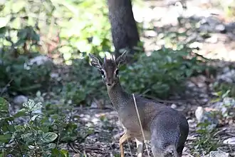 Kirk-Dikdik (Madoqua kirkii)