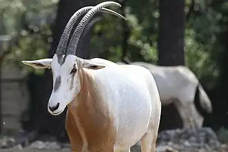 Säbelantilope (Oryx dammah)