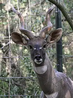 Kleiner Kudu (Ammelaphus imberbis)