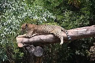 Normalfarbiger Jaguar