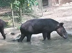 Flachlandtapir (Tapirus terrestris)