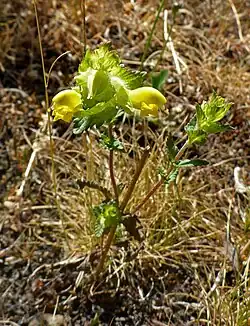 Zottiger Klappertopf (Rhinanthus alectorolophus) im NSG