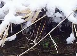 Zwergschnepfe, gut getarnt zwischen hellen Halmen