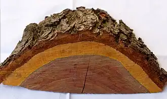 Anschnitt eines Zwetschgenbaums (Kernholz und orangefarbenes Splintholz)