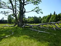 Alte Buche auf dem Kohlschachten