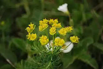 Zypressenwolfsmilch im Naturschutzgebiet Arzberg