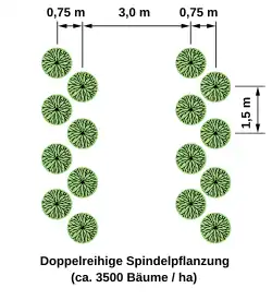 Doppelreihige Spindelpflanzung