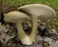 Mai- oder Sommer-Stielporling Lentinus substrictus