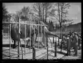 Zoo Basel, Elefant, Foto: Artur Wehrli, Juni 1911