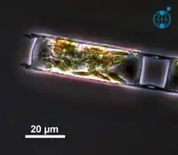 Teil einer lebenden Kette von H.&nbsp;sinensis, mit leicht konvexer Valvenoberfläche und Valvenfortsätzen. Atlantik, September 2004.