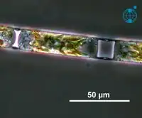 Teil einer lebenden Kette von H.&nbsp;sinensis, mit leicht konvexer Oberfläche der Schalen (Valven). Atlantik, September 2004.