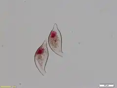 Cyphoderia trocha [C.&nbsp;trochus]