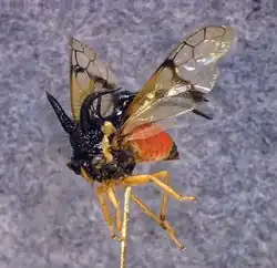 Cyphonia trifida, Sammlungspräparat, schwarzes Pronotum, roter Hinterleib, gelbe Beine.