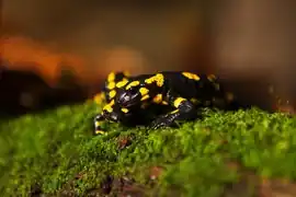 Feuersalamander